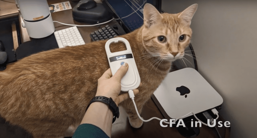 Imagen del gato de prueba probando el dispositivo de autenticación de gatos creado por Christine Seeman y Courtney Sims.